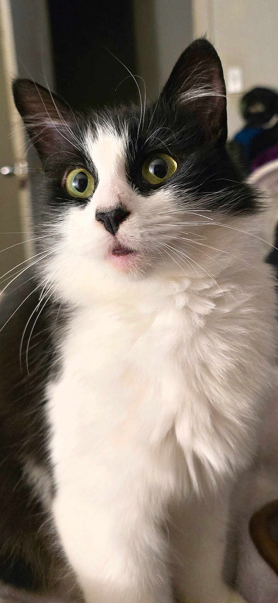 Zuki joined the competition — help win amazing prizes! cat, black_and_white, close_up, whiskers, green_eyes, fluffy, pet, indoor, curious, animal, feline, portrait, soft_light, looking_away, cute, domestic_cat, fur, indoor_lighting, alert, wide_eyes