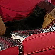 Sweet Girl joined the competition — help win amazing prizes! animal, black_cat, blanket, cat, comfort, couch, cozy, domestic_cat, feline, fur, home, indoor, laying_down, living_room, looking, pet, pillow, red_couch, relaxing, resting