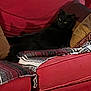 animal, black_cat, blanket, cat, comfort, couch, cozy, domestic_cat, feline, fur, home, indoor, laying_down, living_room, looking, pet, pillow, red_couch, relaxing, resting