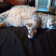 Lola joined the competition — help win amazing prizes! animal, bedroom, black_surface, cat, cozy, curious, domestic_animal, doorway, feline, fur, furniture, gray_cat, green_eyes, indoor, lying_down, paws, pet, resting, tabby, whiskers