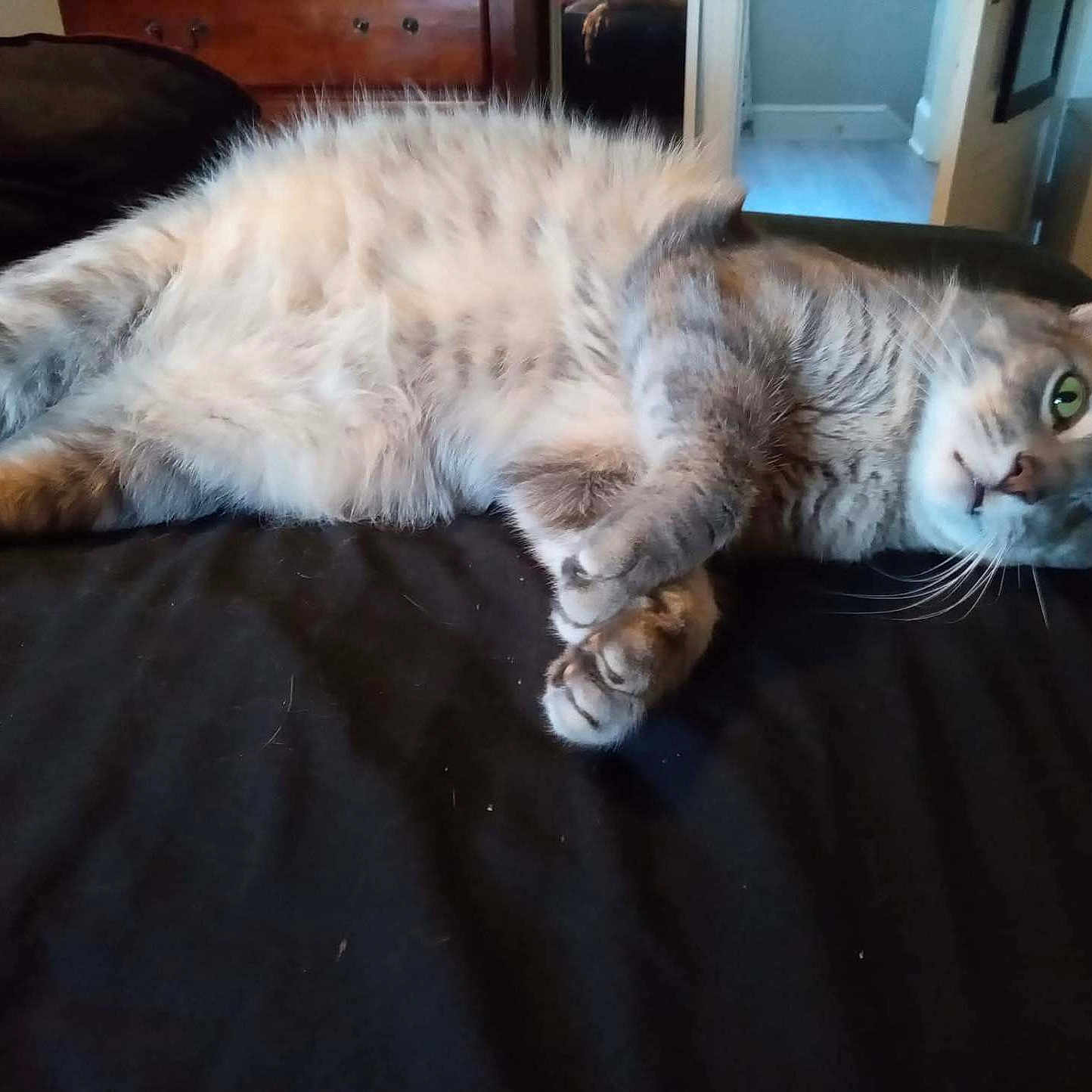 Lola joined the competition — help win amazing prizes! animal, bedroom, black_surface, cat, cozy, curious, domestic_animal, doorway, feline, fur, furniture, gray_cat, green_eyes, indoor, lying_down, paws, pet, resting, tabby, whiskers