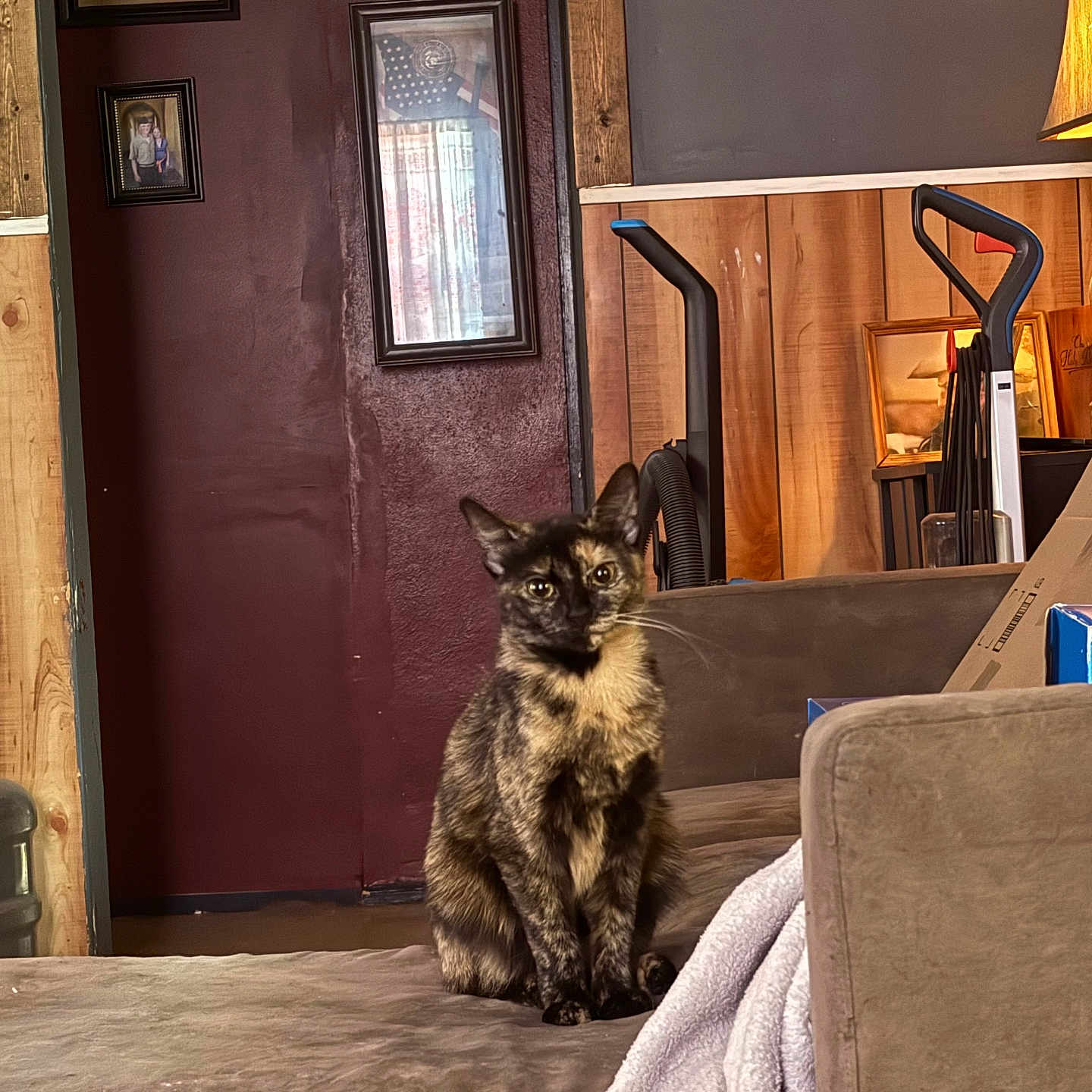 Ivy joined the competition — help win amazing prizes! adult, animal, bed, bedroom, cat, couch, furniture, head, homedecor, indoors, interiordesign, kitten, lamp, male, man, person, pet, room, tablelamp, wood