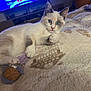 cat, blue_eyes, toy, blanket, indoor, furniture, television, couch, pet, relaxed, cozy, fur, animal, home, playful, resting, closeup, cute, whiskers, paw