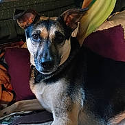 Stella Luna is registered to the contest to win money with this photo: dog, indoor, pet, canine, relaxed, cozy, fur, ears, animal, resting, looking, comfort, carpet, pillow, home, mammal, companion, closeup, portrait, furniture