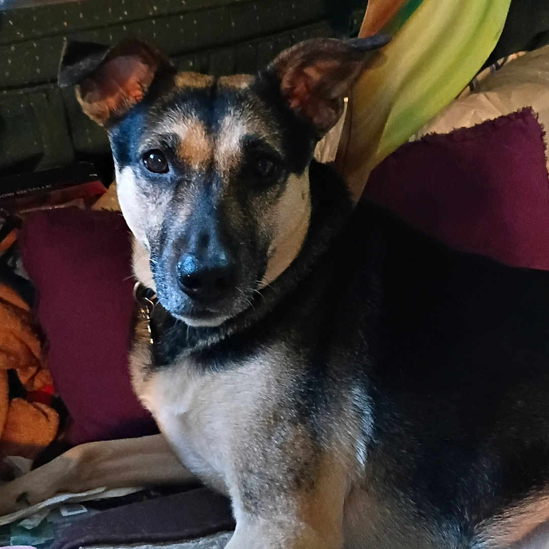 Stella Luna is registered to the contest to win money with this photo: dog, indoor, pet, canine, relaxed, cozy, fur, ears, animal, resting, looking, comfort, carpet, pillow, home, mammal, companion, closeup, portrait, furniture