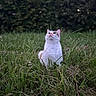 cat, white_cat, fluffy, pet, animal, outdoors, grass, meadow, field, nature, wild_grass, sitting, portrait, looking_up, ears, whiskers, fur, evening_light, blurred_background, closeup