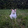 cat, feline, animal, pet, grass, meadow, outdoor, nature, forest, woodland, dusk, evening, portrait, sitting, white_fur, gray_fur, pink_ears, whiskers, greenery, bokeh