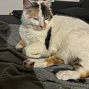 Hylia participe au concours pour gagner de l'argent avec cette photo : cat, calico_cat, sleepy, relaxed, lying_down, paws, toe_beans, fur, white_fur, orange_patches, black_patches, pet, animal, blanket, couch, indoor, cozy, portrait, close_up, resting