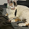 cat, calico_cat, sleepy, relaxed, lying_down, paws, toe_beans, fur, white_fur, orange_patches, black_patches, pet, animal, blanket, couch, indoor, cozy, portrait, close_up, resting