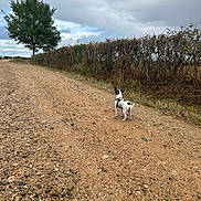 Buddy participe au concours pour gagner de l'argent avec cette photo : dog, small_dog, black_and_white, outdoors, country_path, gravel, pebbles, hedge, tree, cloudy_sky, landscape, rural, nature, walking, standing, back_view, harness, trail, countryside, dramatic_sky