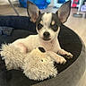 Buddy participe au concours pour gagner de l'argent avec cette photo : puppy, dog, chihuahua, small_dog, black_and_white, pointy_ears, brown_eyes, pet, toy, stuffed_animal, dog_bed, indoor, home, floor, couch, portrait, close_up, sitting, cute, playful