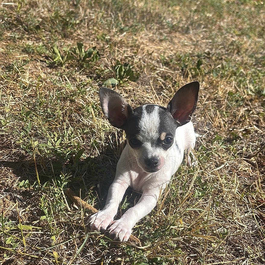 Buddy