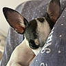 Buddy participe au concours pour gagner de l'argent avec cette photo : dog, puppy, sleeping, black_and_white, small_dog, chihuahua, pet, animal, close_up, portrait, indoors, cozy, cuddling, resting, ears, fur, white_fur, black_fur, polka_dot, blanket