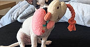 Buddy participe au concours pour gagner de l'argent avec cette photo : puppy, dog, toy, plush_toy, playing, sitting, portrait, indoors, bedroom, blanket, bed, black_surface, brown_and_white, pointy_ears, long_tail, pet, cute, playful, animal, cozy
