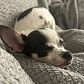 Zoe C.