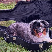 Brody joined the competition — help win amazing prizes! animal, black, brown, canine, cute, dog, fluffy, fur, grass, grass_lawn, guitar_case, happy, nature, open_case, outdoor, pet, relaxed, tongue, tongue_out, white