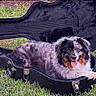 animal, black, brown, canine, cute, dog, fluffy, fur, grass, grass_lawn, guitar_case, happy, nature, open_case, outdoor, pet, relaxed, tongue, tongue_out, white