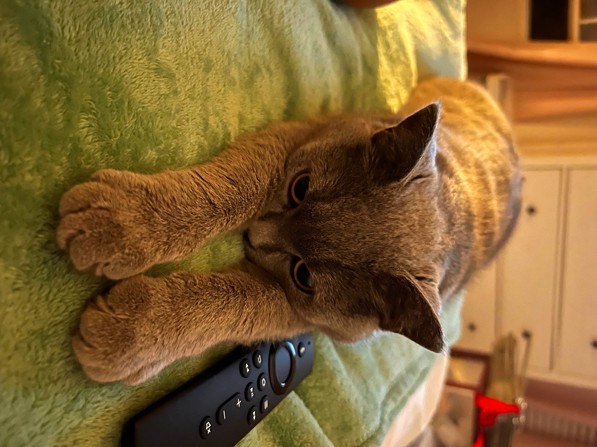 Josie is registered to the contest to win money with this photo: cabinetry, canidae, carnivore, cat, claw, domestic_short_haired_cat, fawn, felidae, fur, natural_material, small_to_medium_sized_cats, snout, sporting_group, tail, tree, whiskers, wood, wool, working_animal, wrinkle