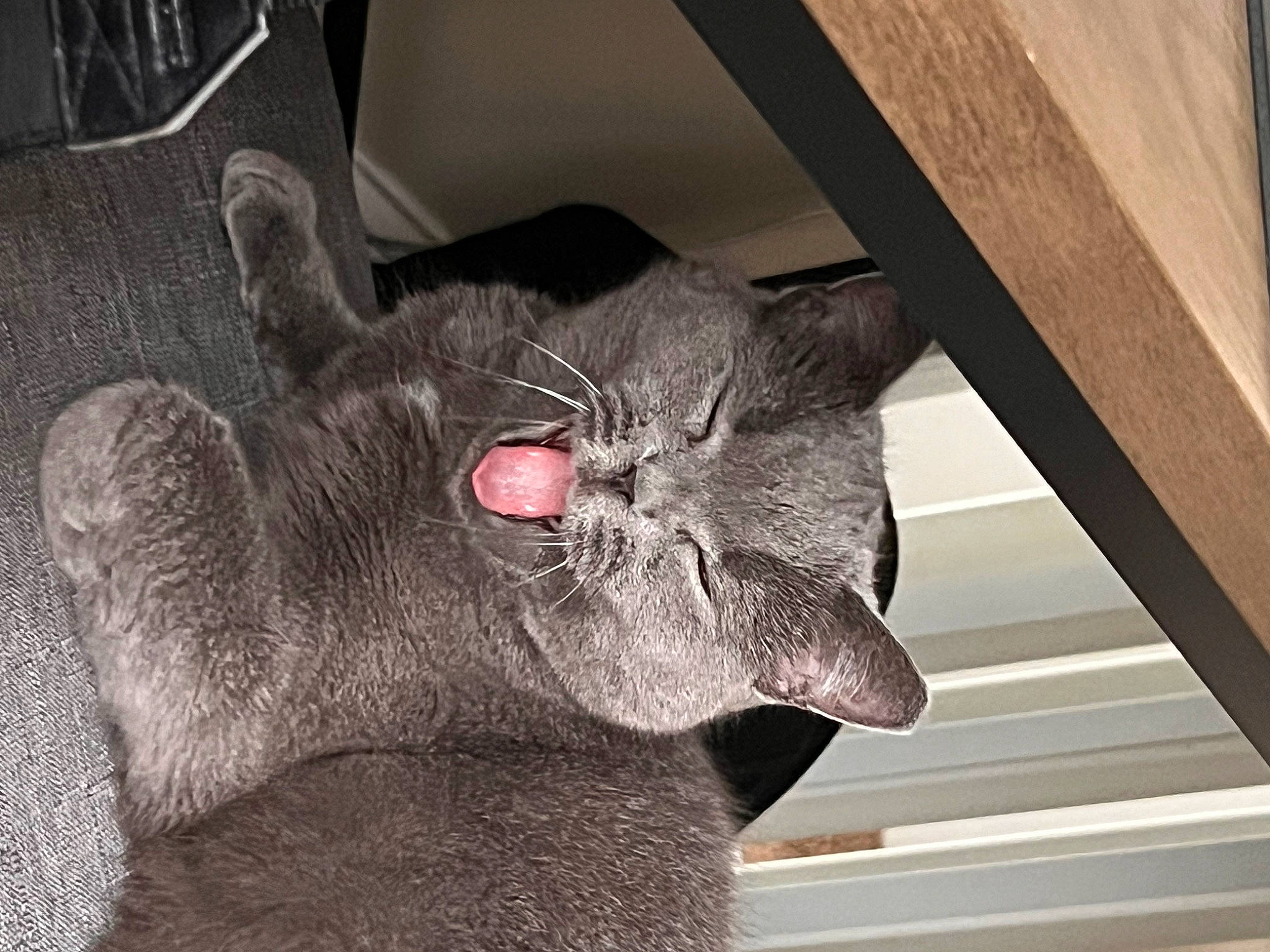 Josie is registered to the contest to win money with this photo: bombay, carnivore, cat, claw, collar, comfort, domestic_short_haired_cat, ear, fang, felidae, fur, grey, paw, small_to_medium_sized_cats, snout, tail, terrestrial_animal, whiskers, window, wood