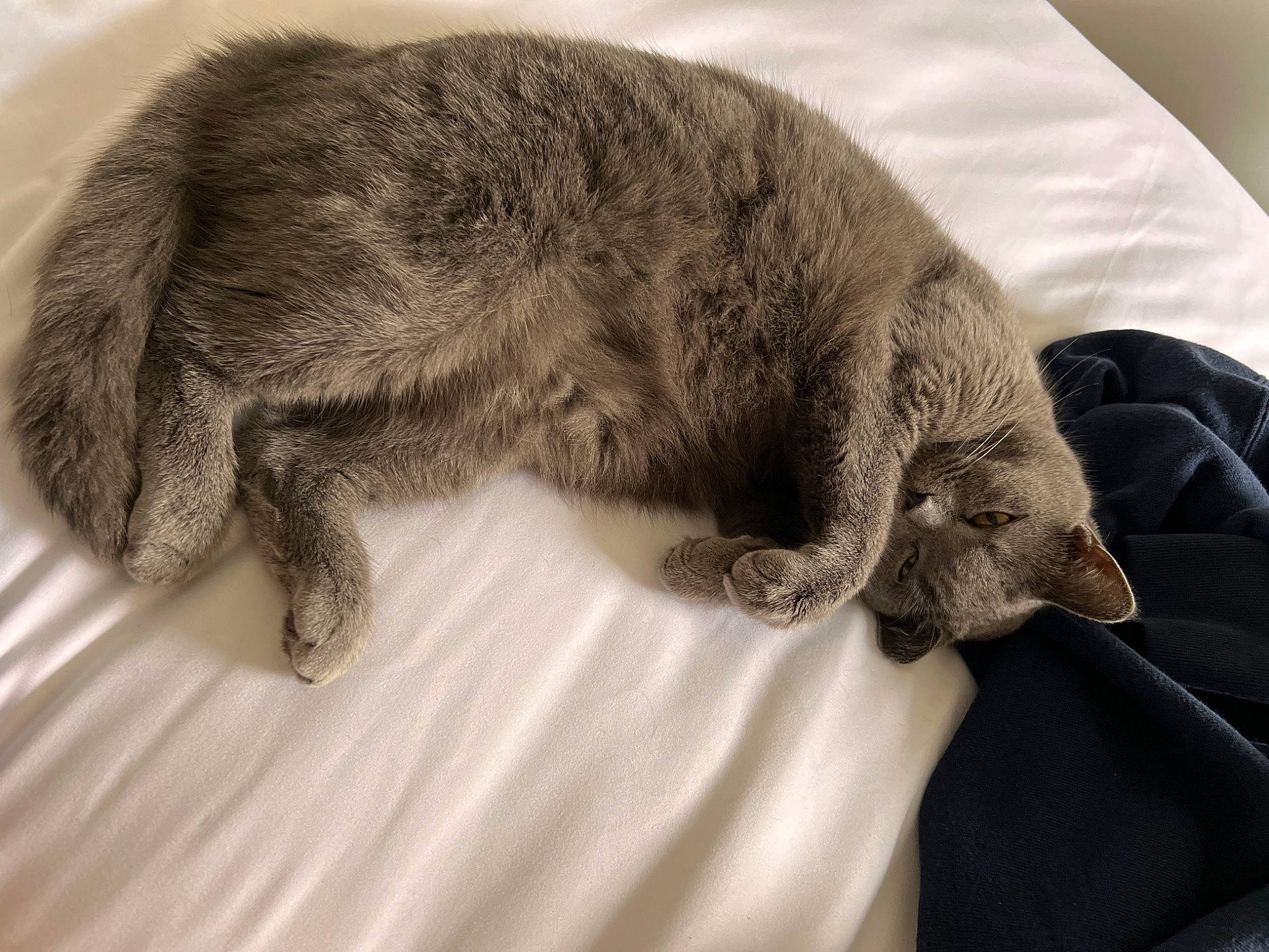 Josie is registered to the contest to win money with this photo: canidae, carnivore, cat, claw, comfort, dog_breed, domestic_short_haired_cat, felidae, fur, grey, linens, nap, paw, small_to_medium_sized_cats, snout, sporting_group, tail, terrestrial_animal, whiskers, wildlife