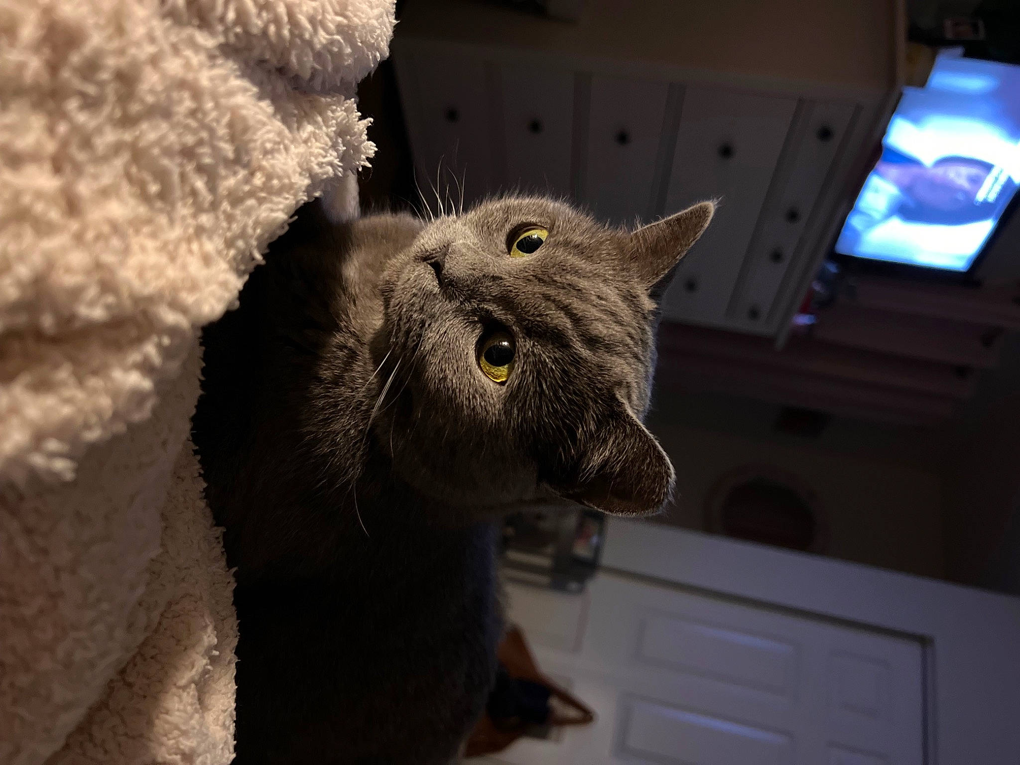 Josie is registered to the contest to win money with this photo: cabinetry, carnivore, cat, display_device, domestic_short_haired_cat, door, felidae, fur, grey, russian_blue, small_to_medium_sized_cats, snout, television, terrestrial_animal, whiskers, wildlife, window, wood