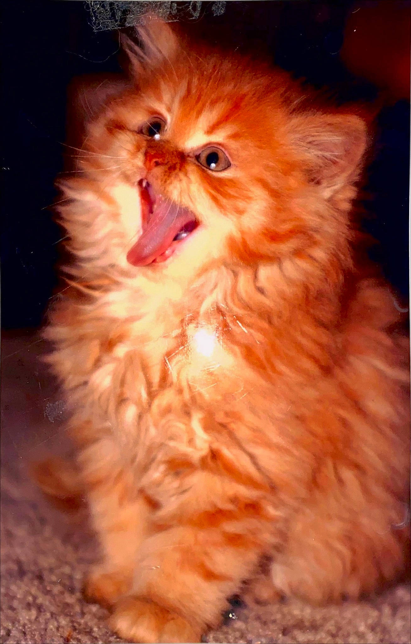 Cassie is registered to the contest to win money with this photo: british_longhair, carnivore, cat, eye, fawn, felidae, fur, iris, laperm, orange, peach, small_to_medium_sized_cats, snout, tail, terrestrial_animal, whiskers, window