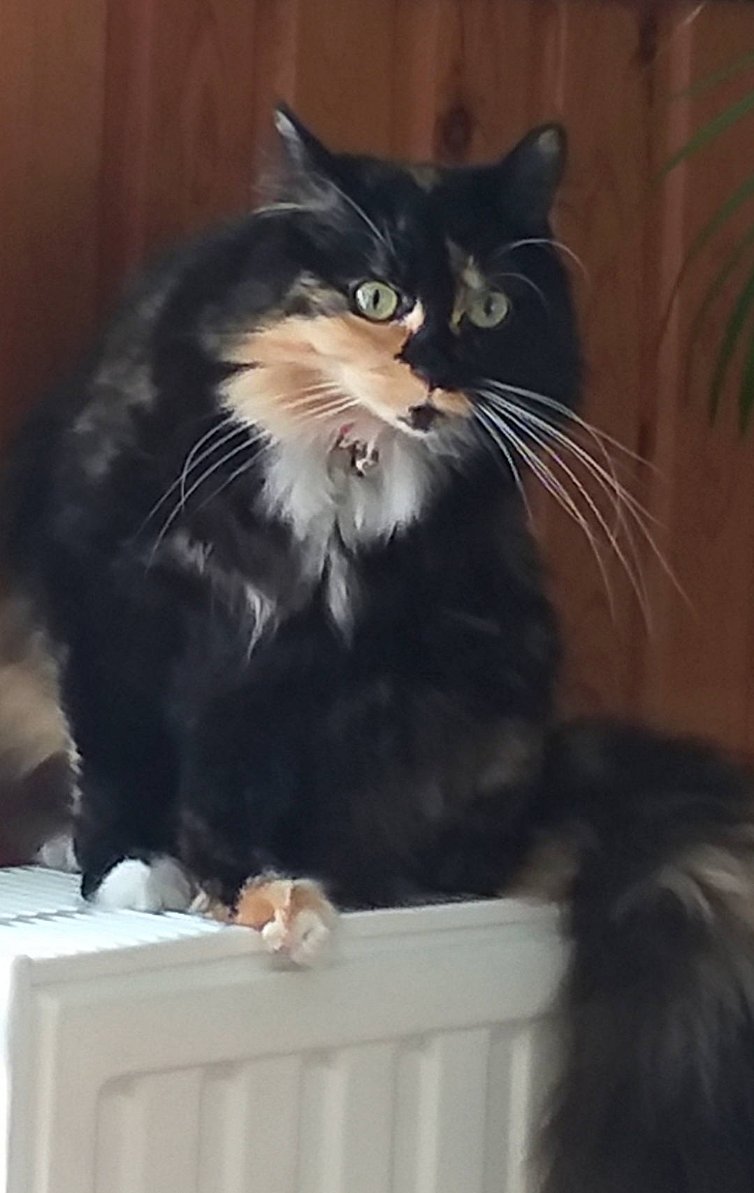 Jackie participe au concours pour gagner de l'argent avec cette photo : black_cat, carnivore, cat, domestic_long_haired_cat, felidae, fur, kitten, maine_coon, mammal, norwegian_forest_cat, small_to_medium_sized_cats, whiskers