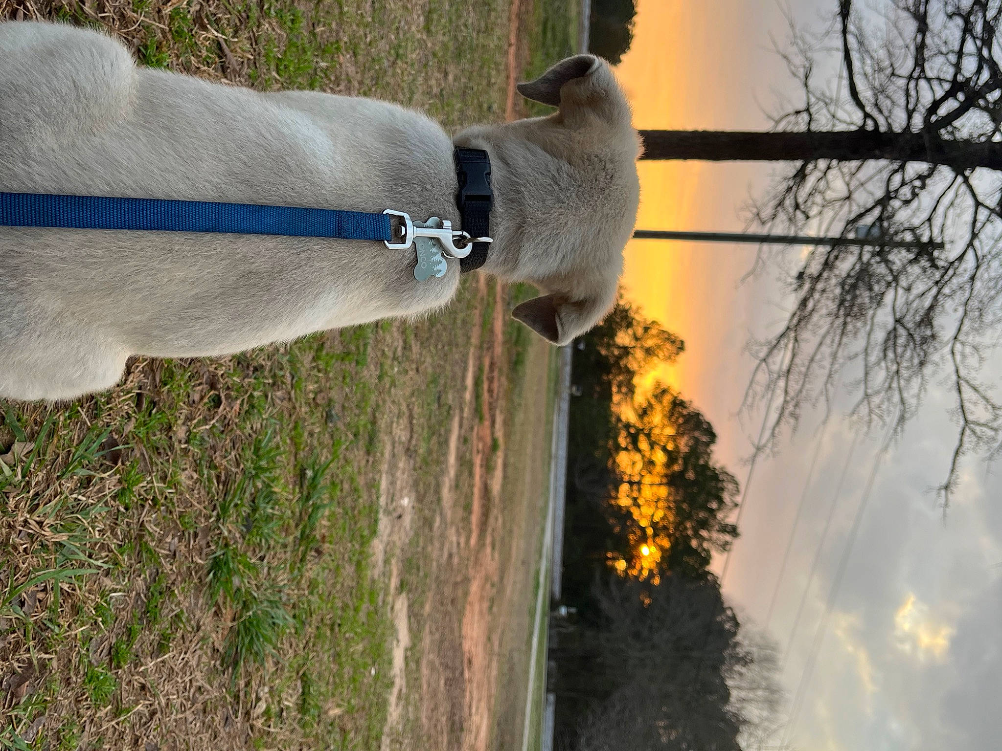 Bronco is registered to the contest to win money with this photo: agriculture, cloud, grass, heat, human_leg, landscape, light, line, plant, shadow, sky, soil, tail, tints_and_shades, tree, trunk, twig, water, wood, wool