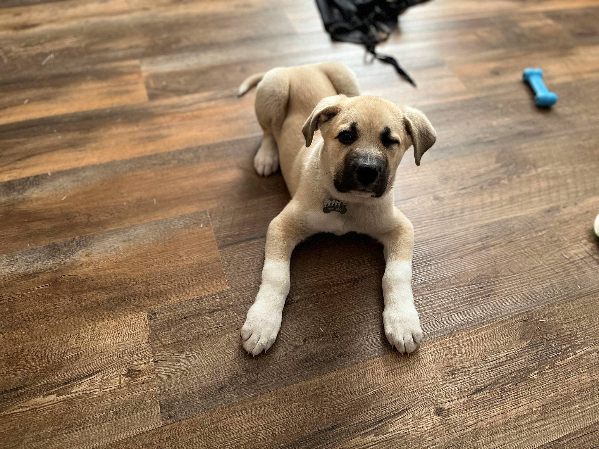 Bronco joined the competition — help win amazing prizes! carnivore, companion_dog, dog, dog_breed, dog_collar, floor, flooring, hardwood, laminate_flooring, paw, pet_supply, plank, tail, toy_dog, varnish, whiskers, wood, wood_flooring, wood_stain, working_animal