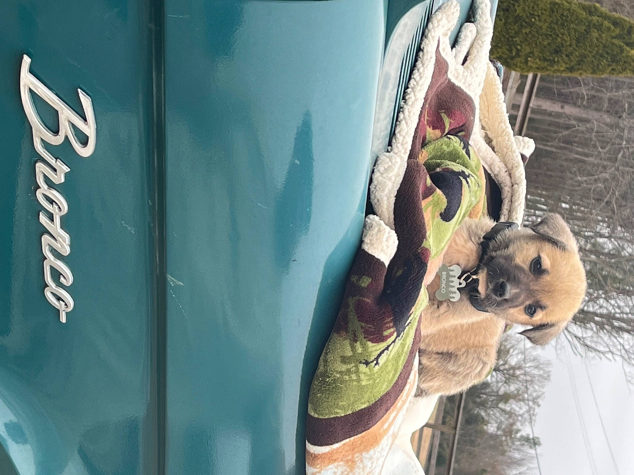 Bronco joined the competition — help win amazing prizes! antique_car, auto_part, automotive_design, automotive_exterior, automotive_lighting, automotive_wheel_system, classic, classic_car, eyewear, fur, hat, hood, logo, motor_vehicle, plant, sunglasses, toy, tradition, tree, vehicle_door