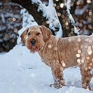 Napoléon participe au concours pour gagner de l'argent avec cette photo : animal, background, bokeh, canine, cold, curly_fur, daylight, dog, forest, fur, mammal, nature, outdoor, pet, snow, standing, tree, winter, winter_clothing, winter_scene