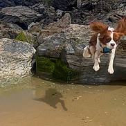 Hugo joined the competition — help win amazing prizes! dog, jumping, beach, rocks, sand, water, outdoor, animal, pet, playful, motion, ears, shadow, daylight, nature, energetic, canine, leap, fun, active