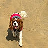 Luna joined the competition — help win amazing prizes! dog, cavalier_king_charles_spaniel, beach, sand, pet, canine, outdoor, walking, animal, red_jacket, fur, tongue_out, playful, sunny, daytime, footprints, happy, mammal, nature, companion