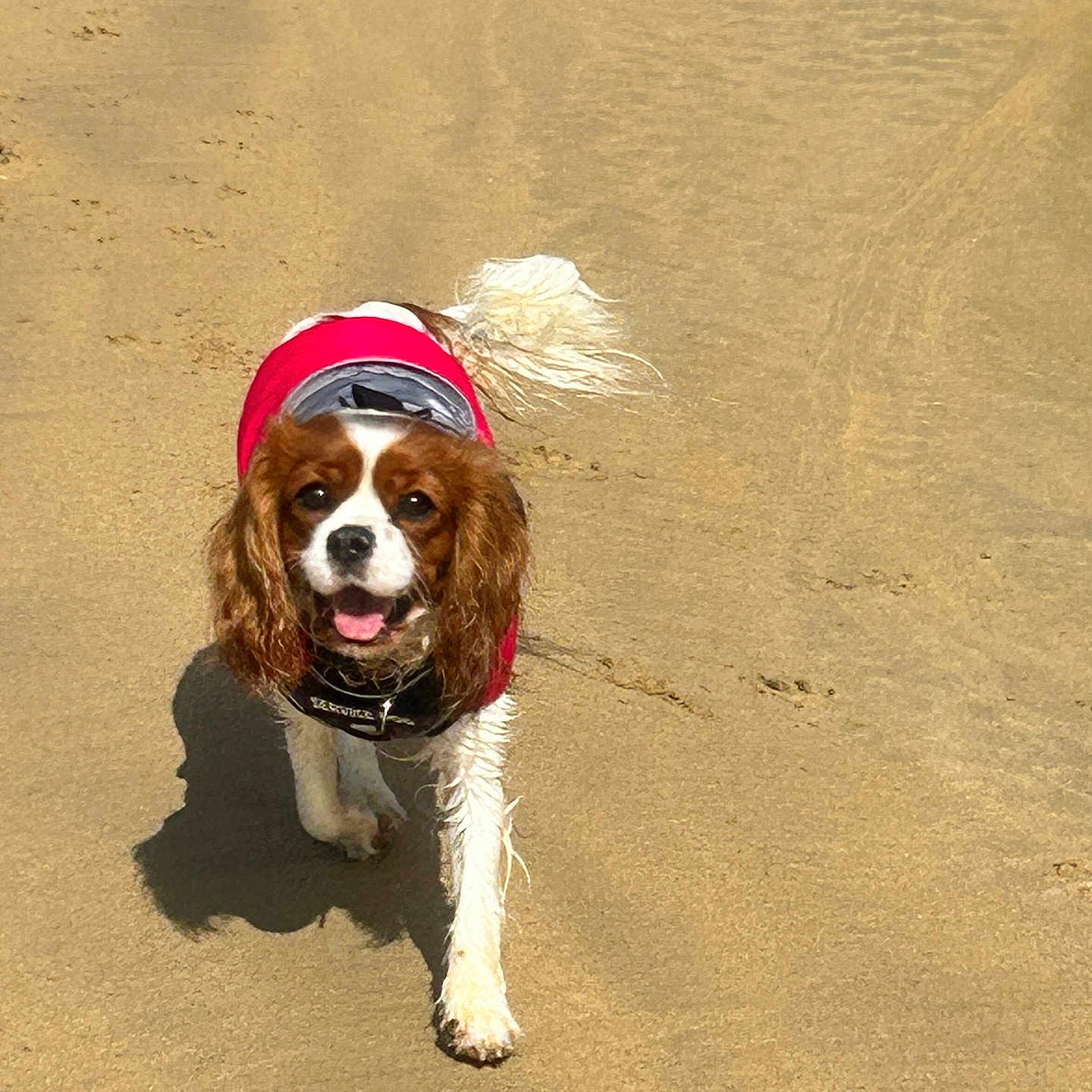 Luna joined the competition — help win amazing prizes! dog, cavalier_king_charles_spaniel, beach, sand, pet, canine, outdoor, walking, animal, red_jacket, fur, tongue_out, playful, sunny, daytime, footprints, happy, mammal, nature, companion