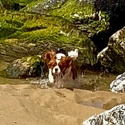 Luna joined the competition — help win amazing prizes! dog, beach, sand, rocks, water, moss, outdoor, animal, nature, splash, playful, pet, canine, motion, wet, daylight, shore, coast, small_dog, energetic