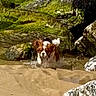 dog, beach, sand, rocks, water, moss, outdoor, animal, nature, splash, playful, pet, canine, motion, wet, daylight, shore, coast, small_dog, energetic