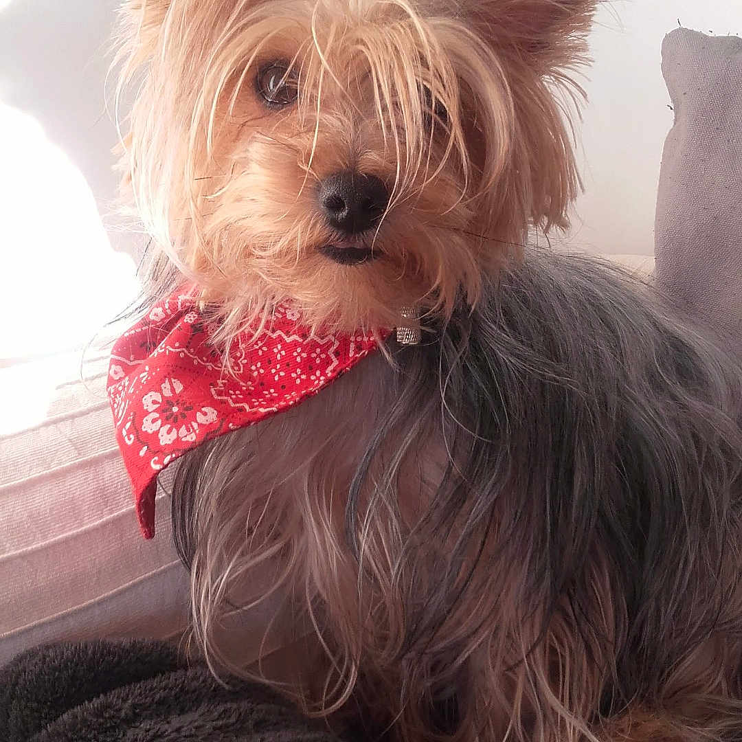 Chipie