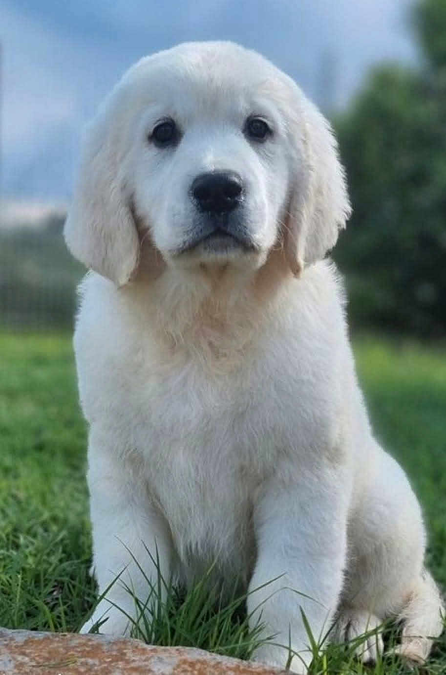 Agathe a rejoint le concours — aidez-le/la à gagner de superbes lots ! puppy, dog, white, fluffy, grass, outdoor, nature, pet, young, cute, animal, sitting, fur, portrait, canine, eyes, nose, ears, background, calm