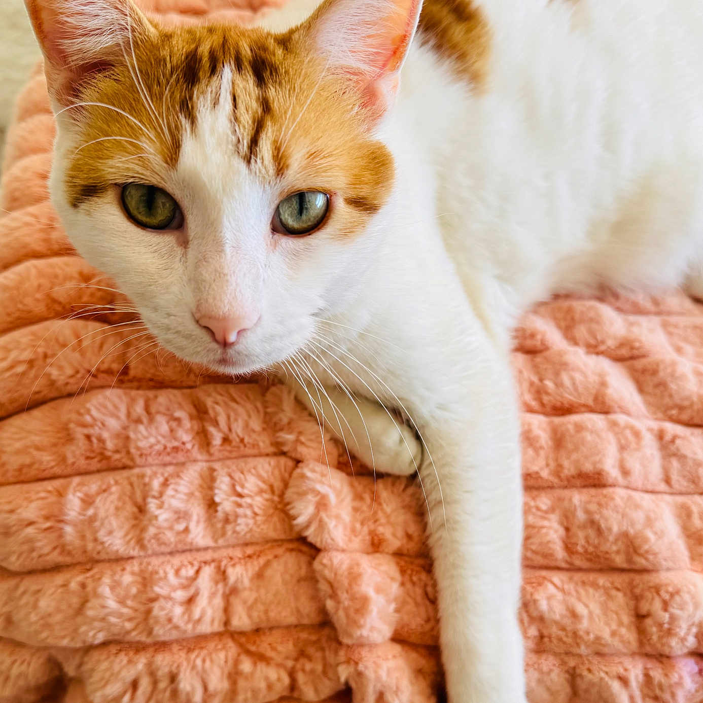 Leo joined the competition — help win amazing prizes! abyssinian, animal, blanket, cat, kitten, manx, person, pet, quilt, siamese, sleeping