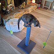 Suki is registered to the contest to win money with this photo: animal, balanced, cat, cat_bed, colorful, cozy, curious, decor, feather_toy, fireplace, furniture, home, indoor, living_room, pet, playful, scratching_post, stone, toy, wooden_floor