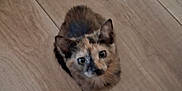 Suki is registered to the contest to win money with this photo: animal, cat, cute, domestic, ears, eyes, face, feline, floor, fur, indoor, kitten, looking_up, mammal, pet, small, tortoiseshell, whiskers, wooden_floor, young