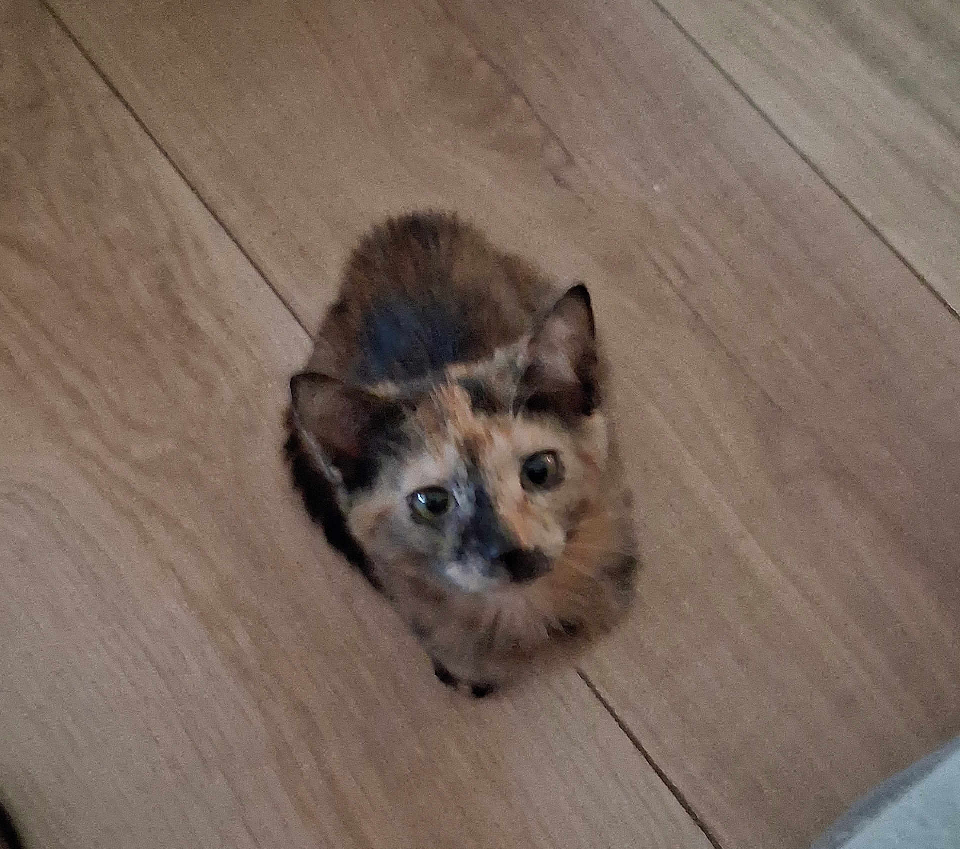 Suki