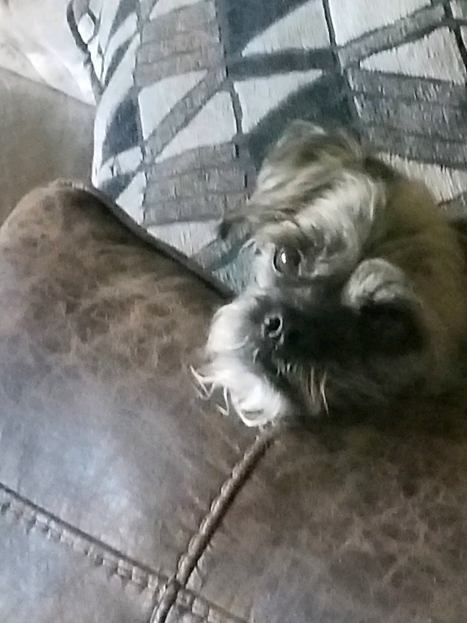 Buddy joined the competition — help win amazing prizes! affenpinscher, canidae, carnivore, chinese_imperial_dog, companion_dog, dog, dog_breed, fawn, lhasa_apso, liver, non_sporting_group, puppy, shih_tzu, snout, sporting_group, toy_dog