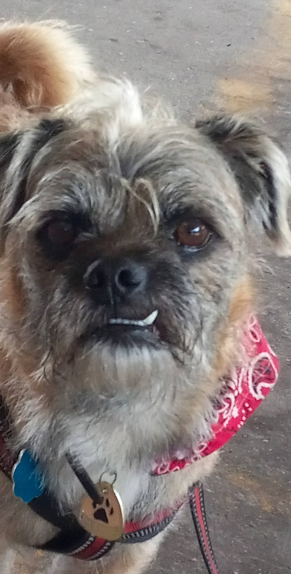 Buddy joined the competition — help win amazing prizes! canidae, carnivore, collar, companion_dog, dog, dog_breed, dog_collar, dog_supply, fawn, fur, liver, pet_supply, shih_poo, shih_tzu, small_terrier, snout, sporting_group, terrier, toy_dog, working_animal