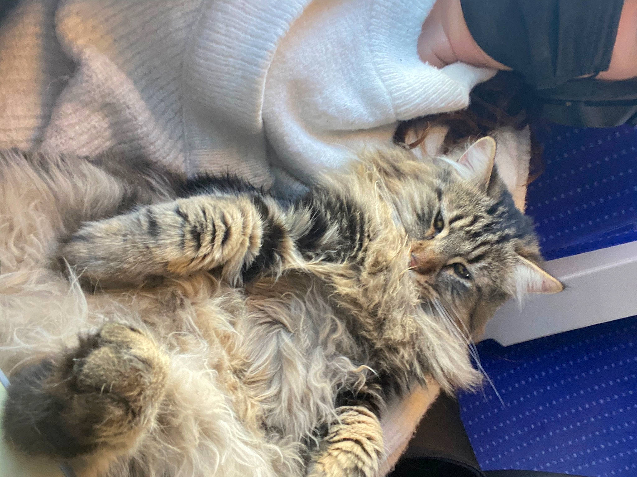 Tsuki a rejoint le concours — aidez-le/la à gagner de superbes lots ! carnivore, cat, claw, comfort, domestic_short_haired_cat, felidae, fur, gesture, mammal, nail, nap, natural_material, paw, small_to_medium_sized_cats, tail, terrestrial_animal, vertebrate, whiskers, wildlife