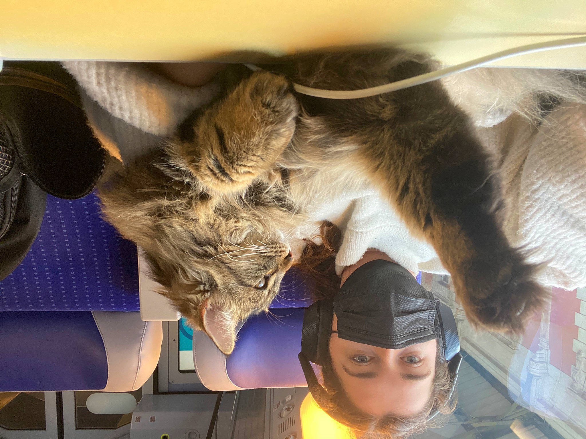 Tsuki participe au concours pour gagner de l'argent avec cette photo : carnivore, claw, companion_dog, dog_breed, domestic_short_haired_cat, eye, eyelash, eyewear, fawn, felidae, fur, gesture, hair_coloring, head, paw, small_to_medium_sized_cats, snapshot, sporting_group, whiskers, wing