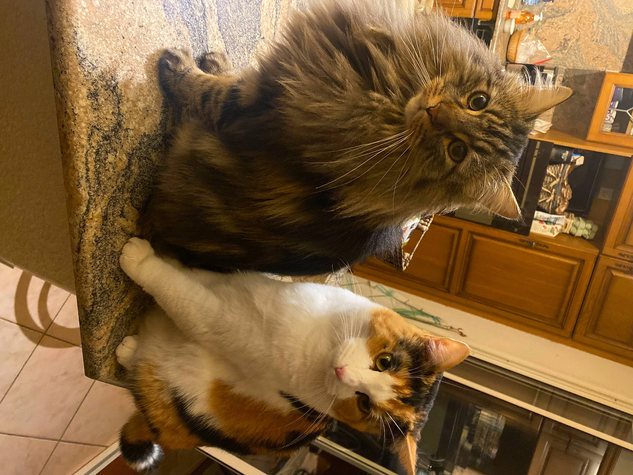 Tsuki participe au concours pour gagner de l'argent avec cette photo : box, british_longhair, cabinetry, carnivore, cat, claw, companion_dog, domestic_short_haired_cat, fawn, felidae, fur, mammal, paw, small_to_medium_sized_cats, snout, tail, terrestrial_animal, whiskers, wood