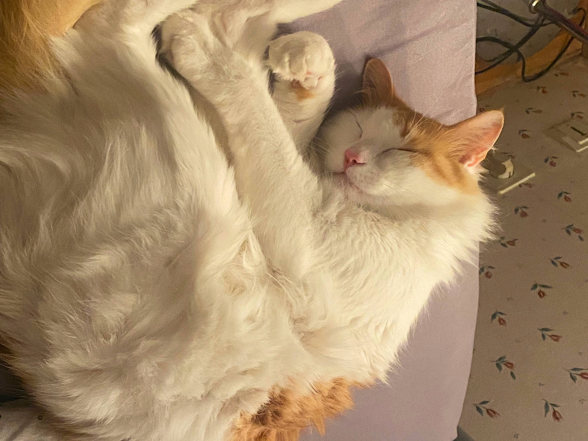 Orphee participe au concours pour gagner de l'argent avec cette photo : carnivore, cat, claw, comfort, domestic_short_haired_cat, fang, fawn, felidae, fur, paw, small_to_medium_sized_cats, snout, tail, whiskers