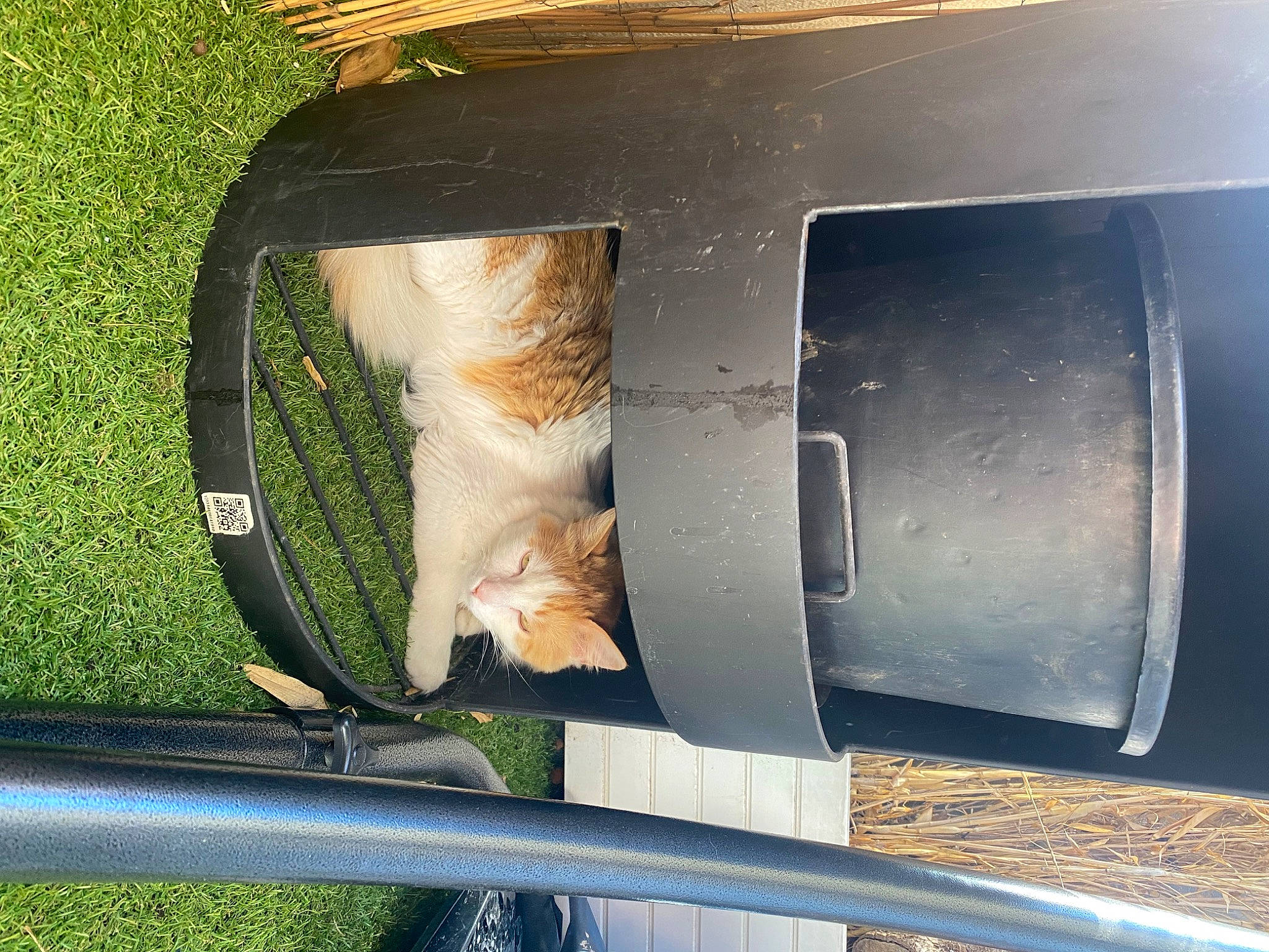 Orphee participe au concours pour gagner de l'argent avec cette photo : auto_part, automotive_exterior, automotive_lighting, automotive_mirror, bumper, carnivore, cat, felidae, fender, gas, grass, hood, mammal, motor_vehicle, plant, small_to_medium_sized_cats, tail, tints_and_shades, vehicle_door, whiskers