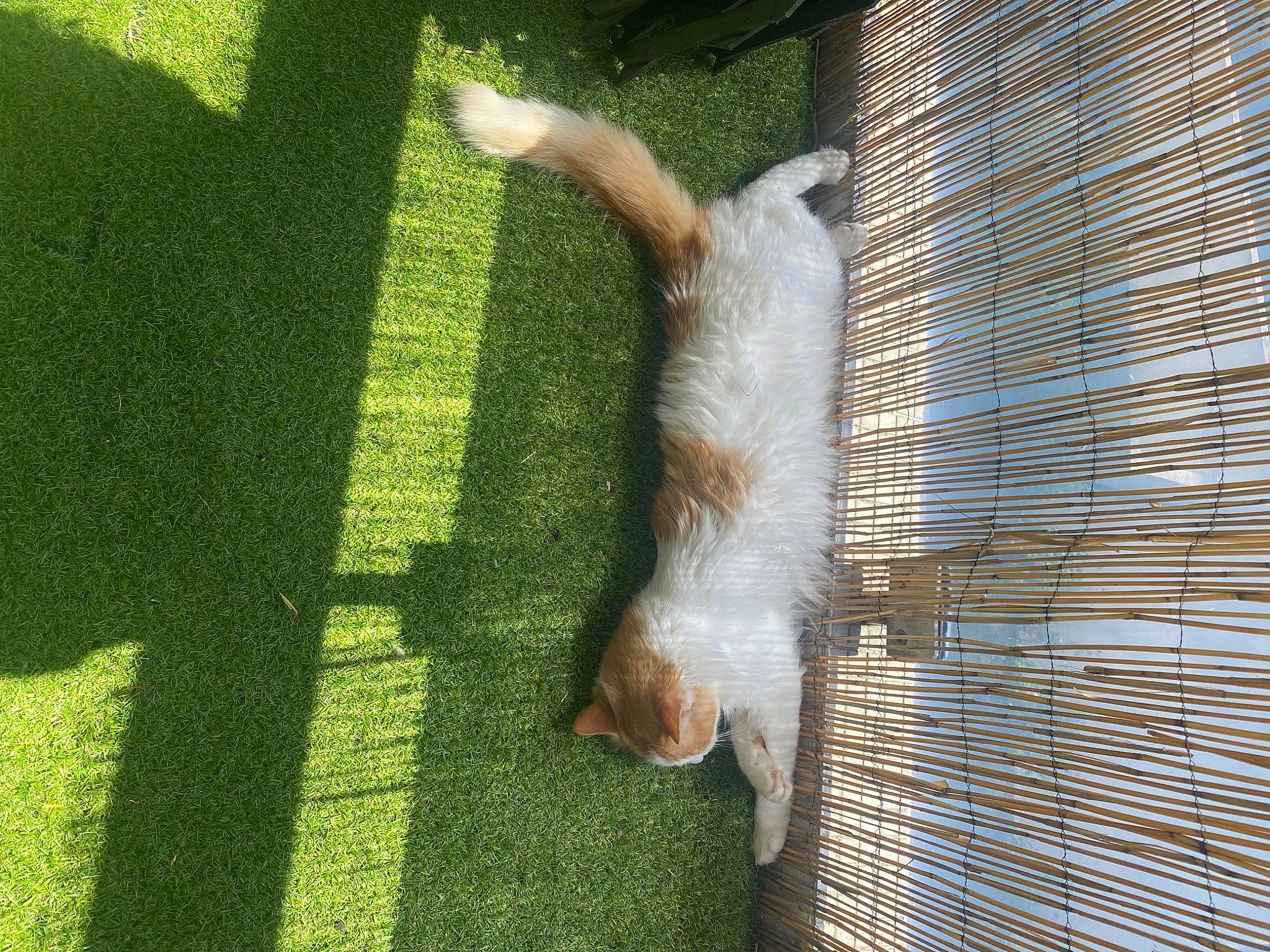 Orphee participe au concours pour gagner de l'argent avec cette photo : fawn, felidae, foot, fur, grass, human_leg, mesh, people_in_nature, plant, rodent, shadow, small_to_medium_sized_cats, squirrel, tail, tints_and_shades, tree, trunk, whiskers, window, wood